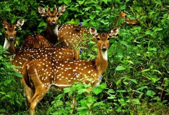 गांधी सागर वन्यजीव अभयारण्य - मंदसौर