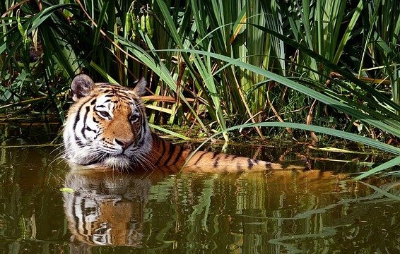 चिल्ला वन्यजीव अभ्यारण्य हरिद्वार