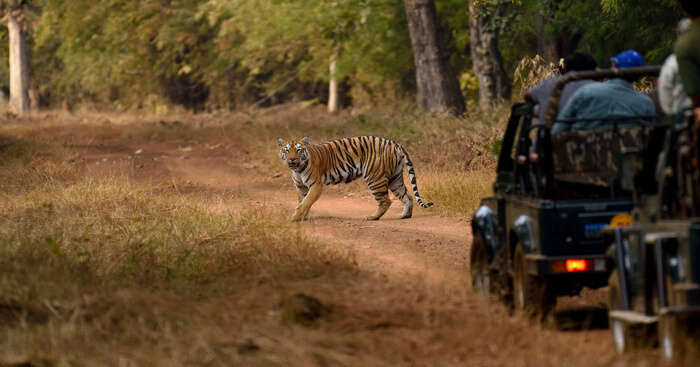 टाइगर सफारी