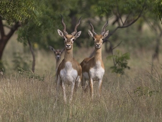 कलसुबाई हरिशचंद्रगढ़ वन्यजीव अभयारण्य, अहमदनगर