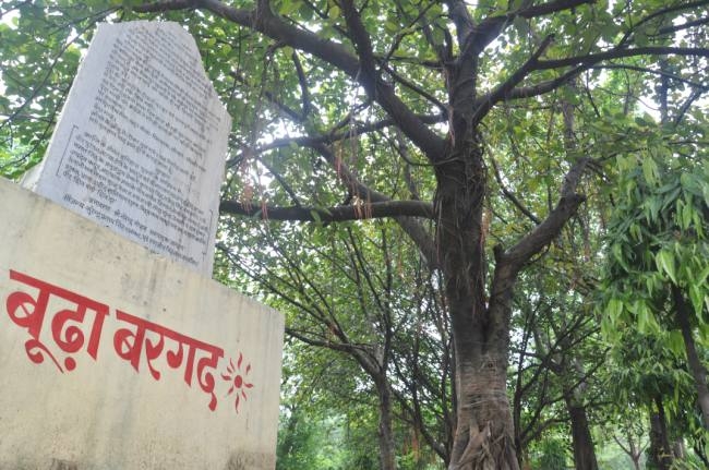 बुड्ढा बरगद - कानपुर