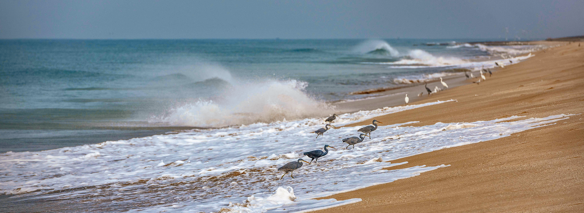 मियानी बीच (Miyani Beach)