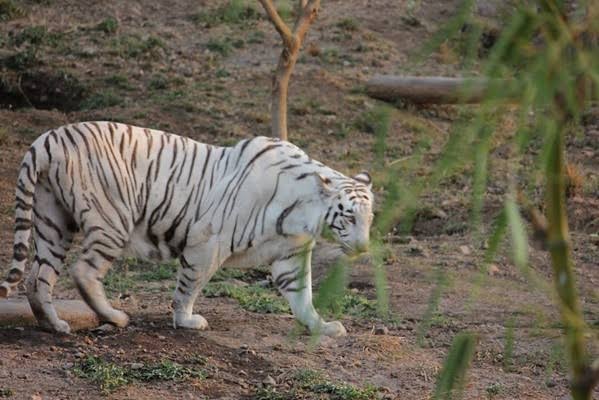 प्रद्युम्न जूलॉजिकल पार्क राजकोट
