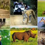 Top Wildlife Destinations In India